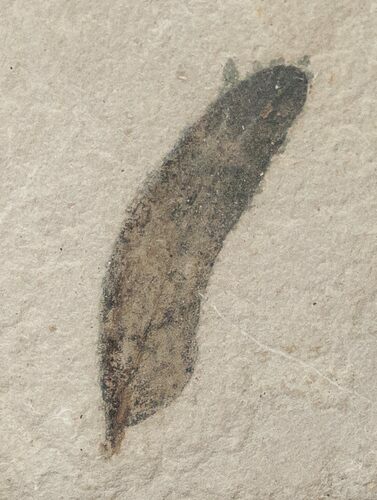 Fossil Caesalpinia Leaf - Green River Formation #16324